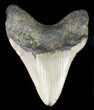 Bargain Megalodon Tooth - North Carolina #48291-2